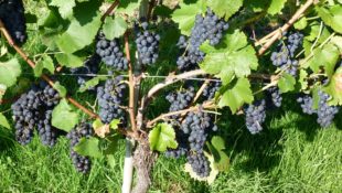 Schwarzwaldverein Zell a. H.: Weinwanderung in Oberkirch