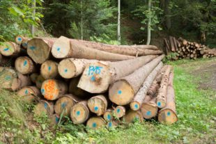 2018-9-10-OH-kal-Wald-vkMG8A8694