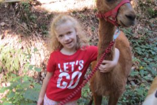 2018-9-12-No-privat-Ferienprogramm-Alpakas-IMG_5532