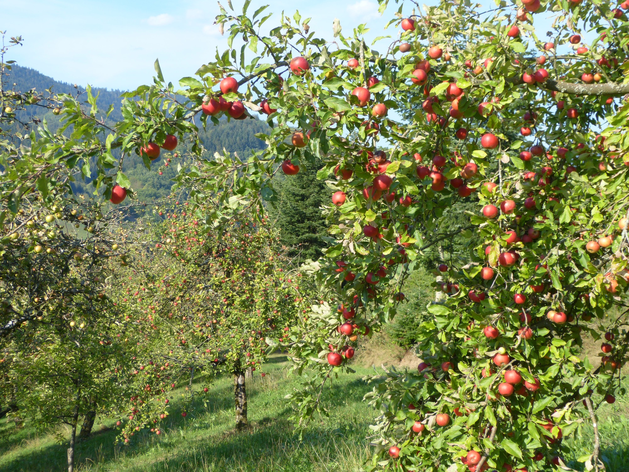 2018-9-19-OH-bia-Apfel-Most-Wochen-Lunzeburehof-Apfelzweige übervoll