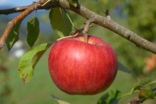 2018-9-19-OH-bia-Apfel-Most-Wochen-Lunzeburehof-Einzelapfel 1