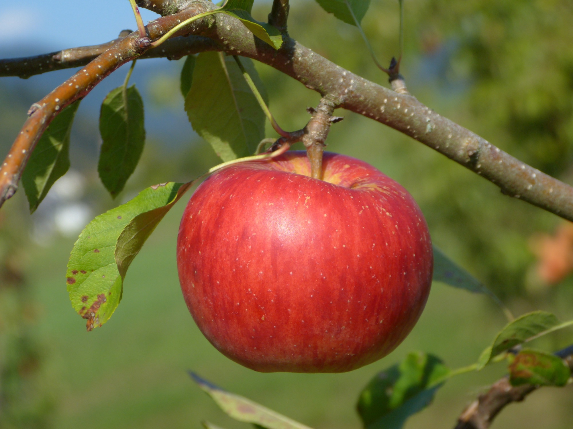 2018-9-19-OH-bia-Apfel-Most-Wochen-Lunzeburehof-Einzelapfel 1