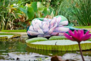 Zellerin wird zum Seerosen-Kunstwerk