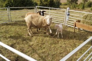 2018-10-19-Schiltach-LEADER Mittlerer Schwarzwald_Schafe