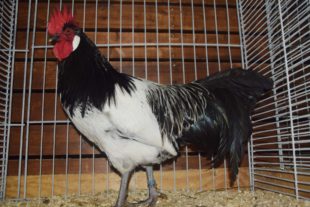 2018-10-24-NO-hv-Kleintierzüchter-Lokalschau-DSC_1529