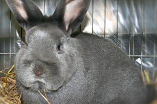 2018-10-26-32-BI-v.2017-10-30-BI-jp-Kleintierzuchtverein-Lokalschau-Blauer Wiener