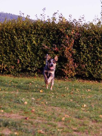 Offenes Hunderennen beim HSV Biberach-Zell