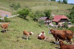 2018-10-5-NO-Kamm-Essig-Moospfaff-Haashof