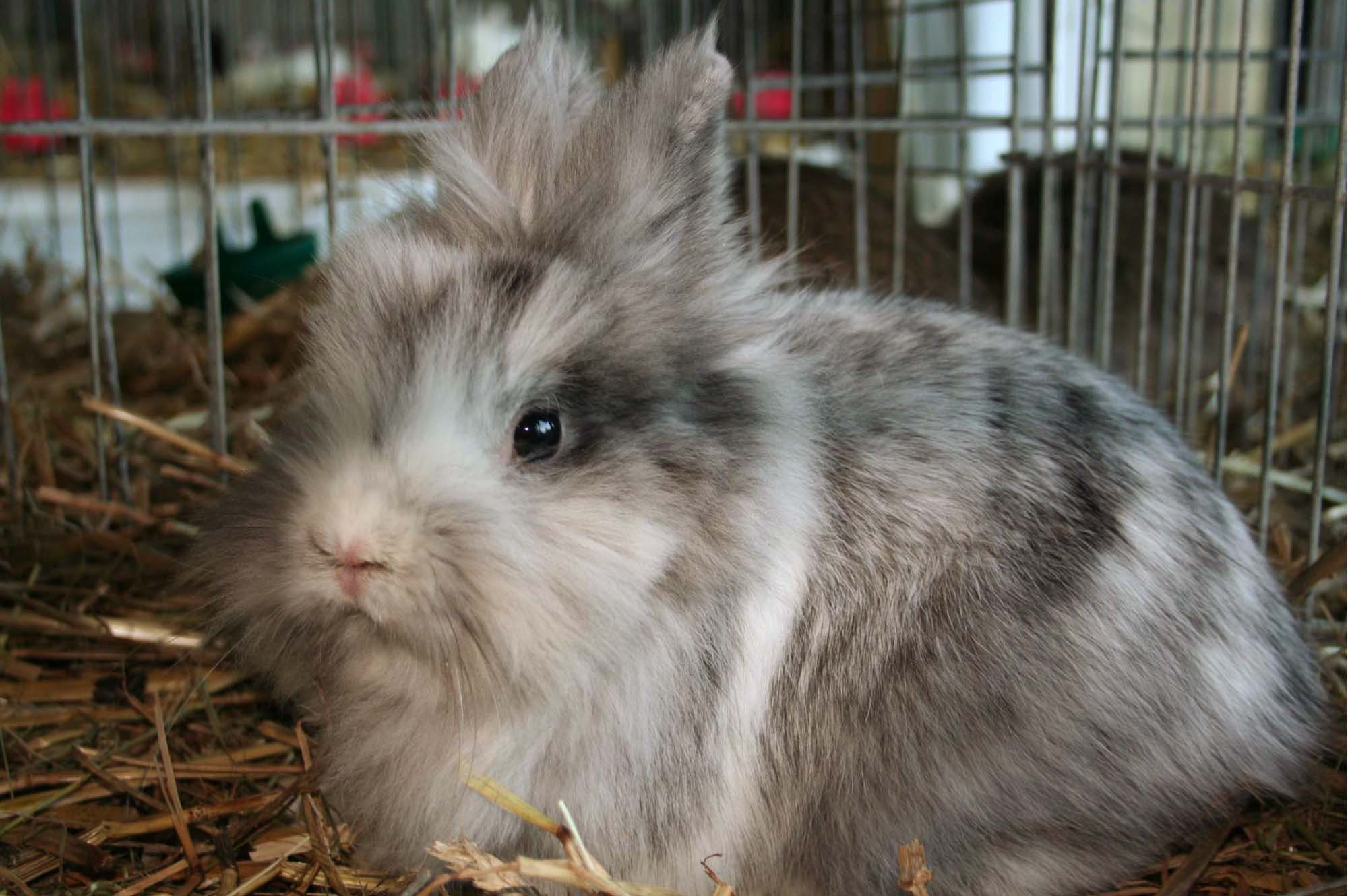 Microsoft Word - Voranzeige Lokalschau 2018