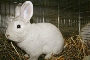 2018-11-2-BI-jp-Pressebericht C12 2018 Schwarzgrannen