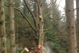 2018-12-7-OH-Landolin Jilg-Lafeide Buche-BKBZ4240