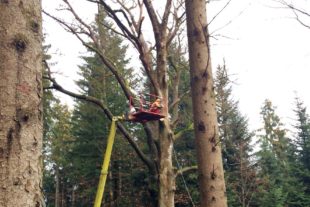 2018-12-7-OH-Landolin Jilg-Lafeide Buche-BKZN5966