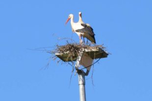 2018-4-11-ZE-UE-uts-Störche nisten-Flutlichmasten-Riedacker-Sportplatz-UTS_3930