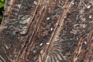 2018-8-10-OH-kal-Borkenkäfer-zvkIMG_0394bb