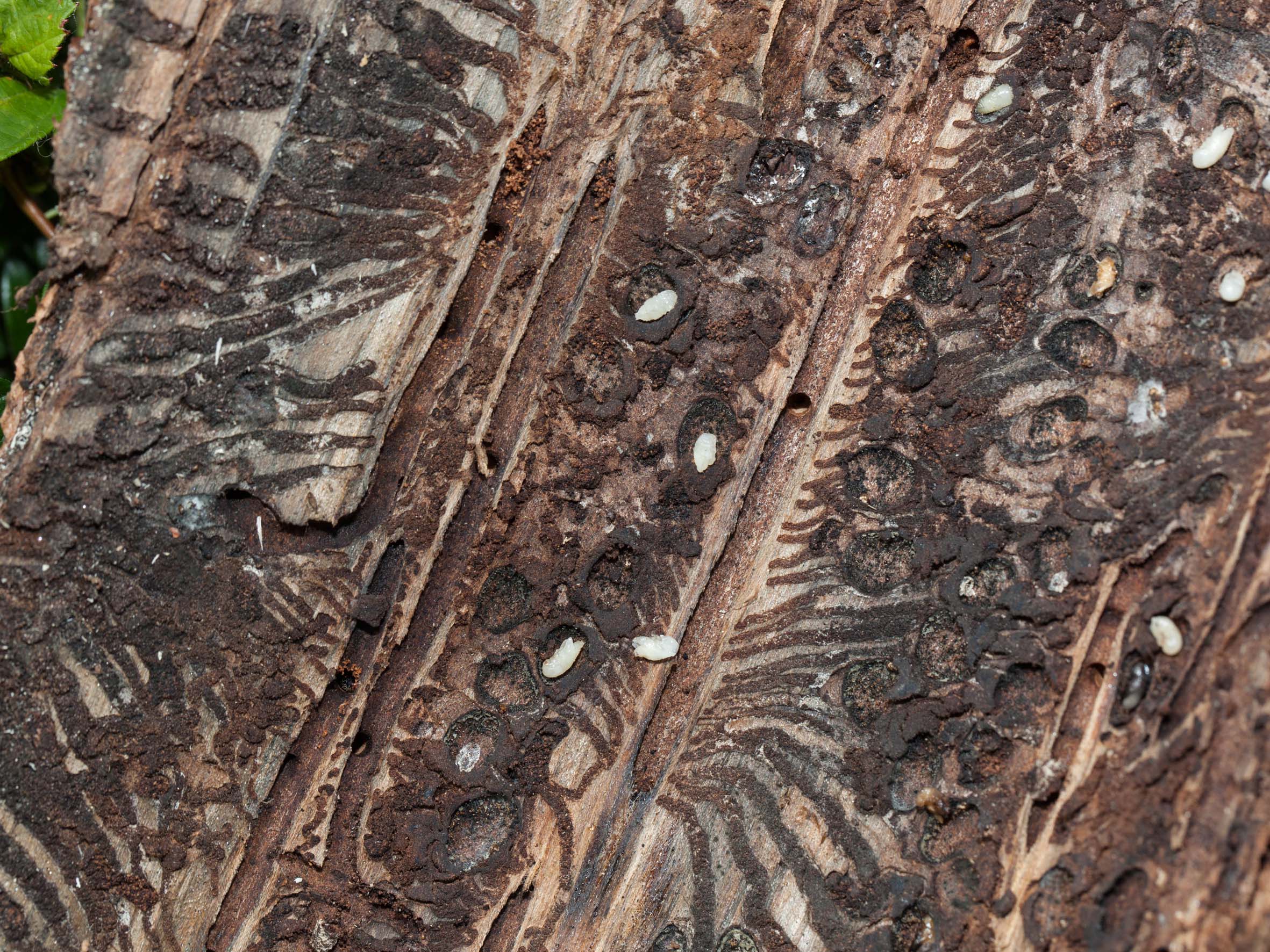 2018-8-10-OH-kal-Borkenkäfer-zvkIMG_0394bb