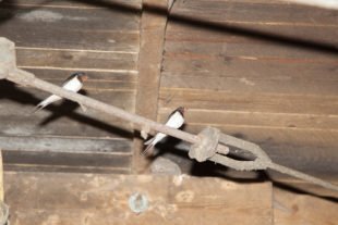 2019-8-30-OH-kal-Schwalbenfreundliches Haus vkIMG_9751b