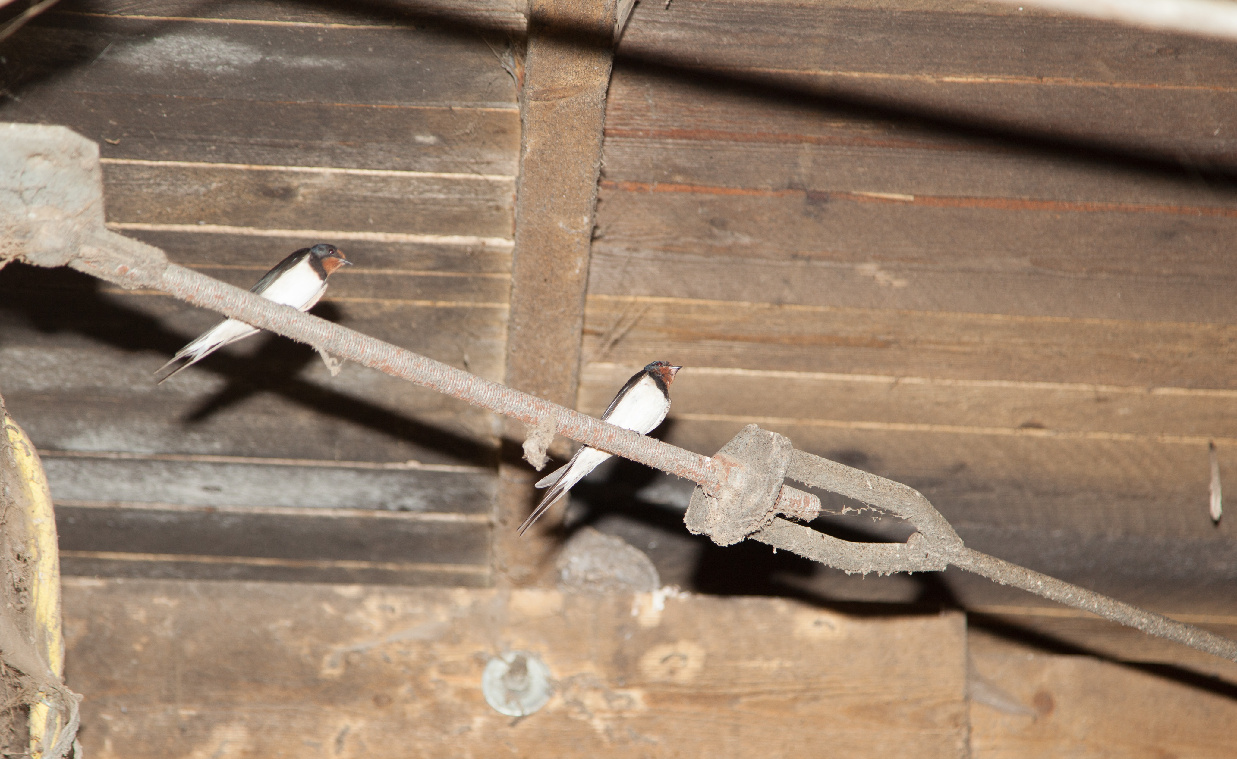 2019-8-30-OH-kal-Schwalbenfreundliches Haus vkIMG_9751b