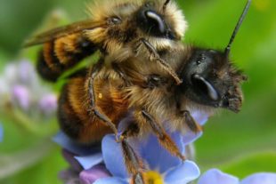2019-1-25-Naturpark Schwarzwald-Wildbienen des Jahres 2019-2019_01_21_BNPe3 Ein Pärchen der Rostroten Mauerbiene