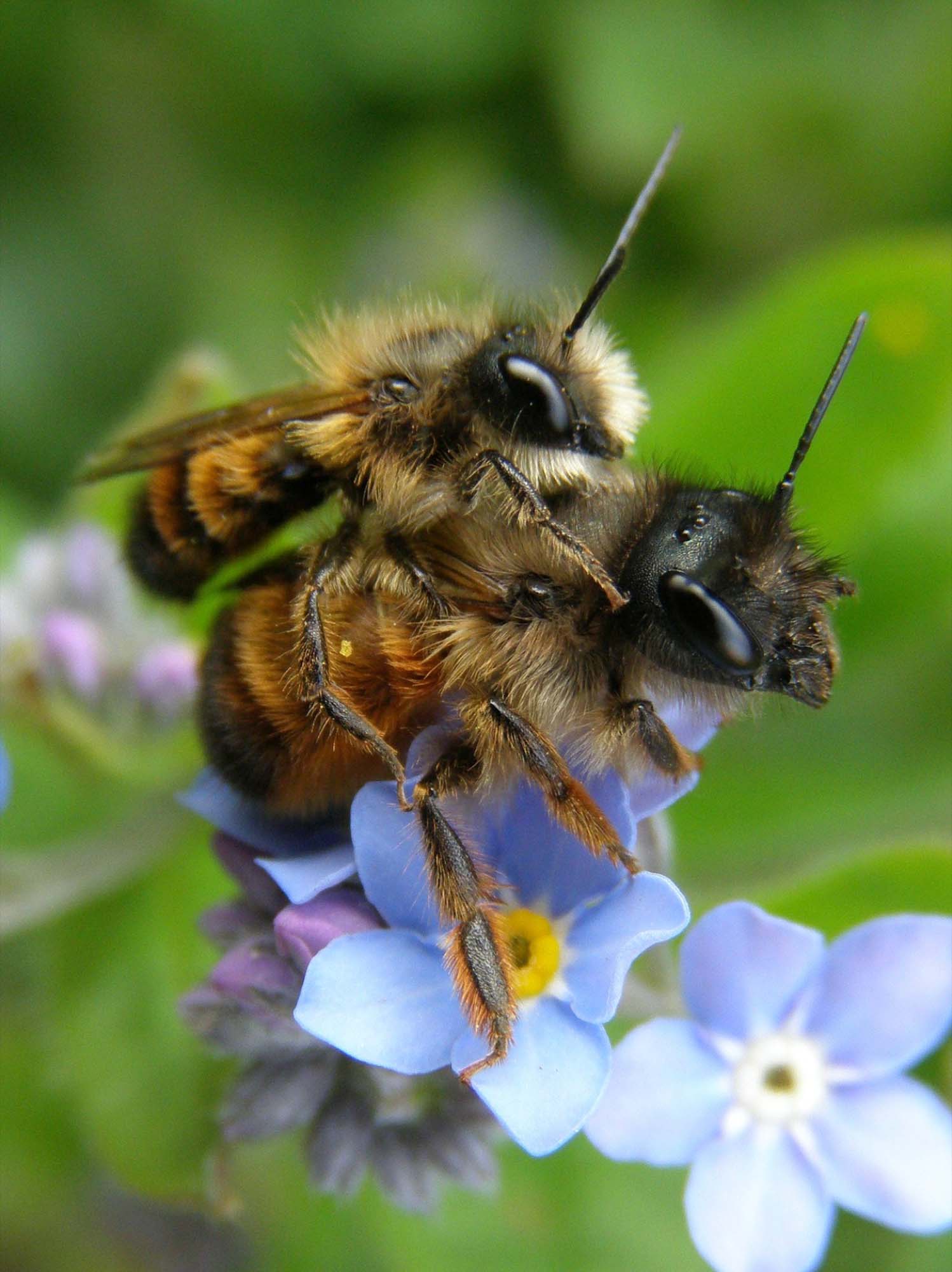 2019-1-25-Naturpark Schwarzwald-Wildbienen des Jahres 2019-2019_01_21_BNPe3 Ein Pärchen der Rostroten Mauerbiene