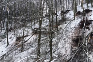 2019-1-9-OH-kal-10x15 Schneebruch 3