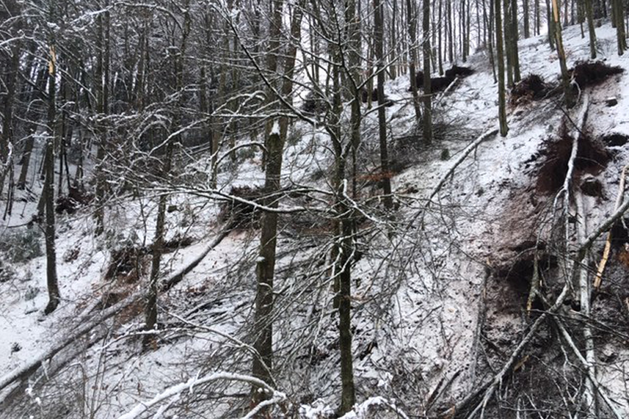 2019-1-9-OH-kal-10x15 Schneebruch 3