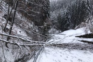 2019-1-9-OH-kal-10x15 Schneebruch