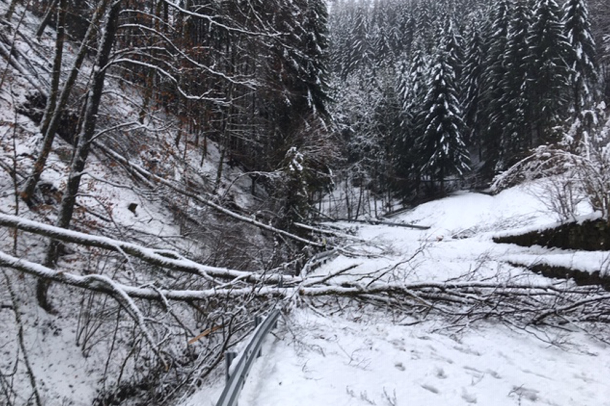 2019-1-9-OH-kal-10x15 Schneebruch