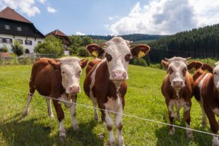 Urlaubern das authentische Dorferlebnis bieten