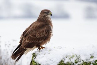2019-2-15-BI-Helmut Krannich-Vogelbilder Krannich-Mäusebussard-Bild (1)