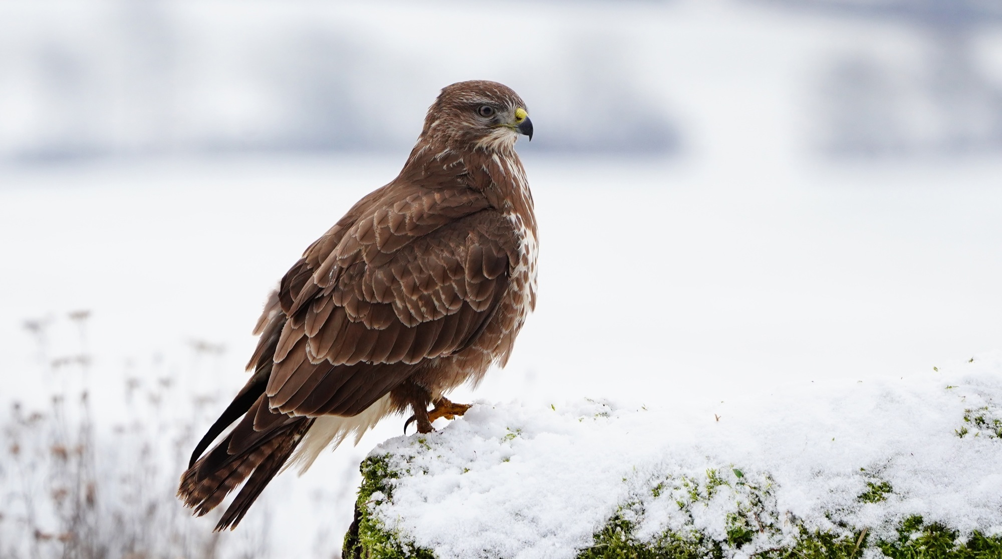 2019-2-15-BI-Helmut Krannich-Vogelbilder Krannich-Mäusebussard-Bild (1)