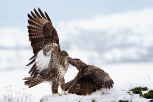2019-2-15-BI-Helmut Krannich-Vogelbilder Krannich-Mäusebussard-Bild (2)