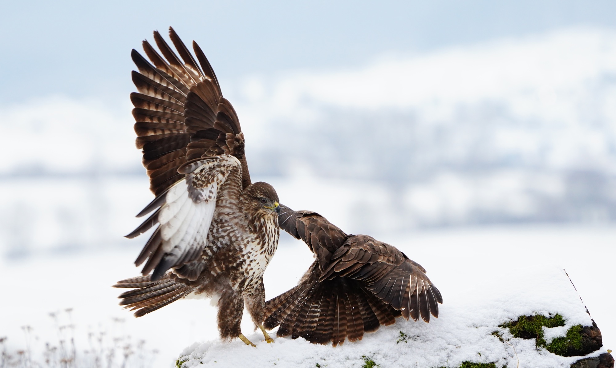 2019-2-15-BI-Helmut Krannich-Vogelbilder Krannich-Mäusebussard-Bild (2)