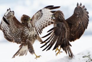 2019-2-15-BI-Helmut Krannich-Vogelbilder Krannich-Mäusebussard-Bild (3)