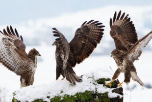 2019-2-15-BI-Helmut Krannich-Vogelbilder Krannich-Mäusebussard-Bild (5)