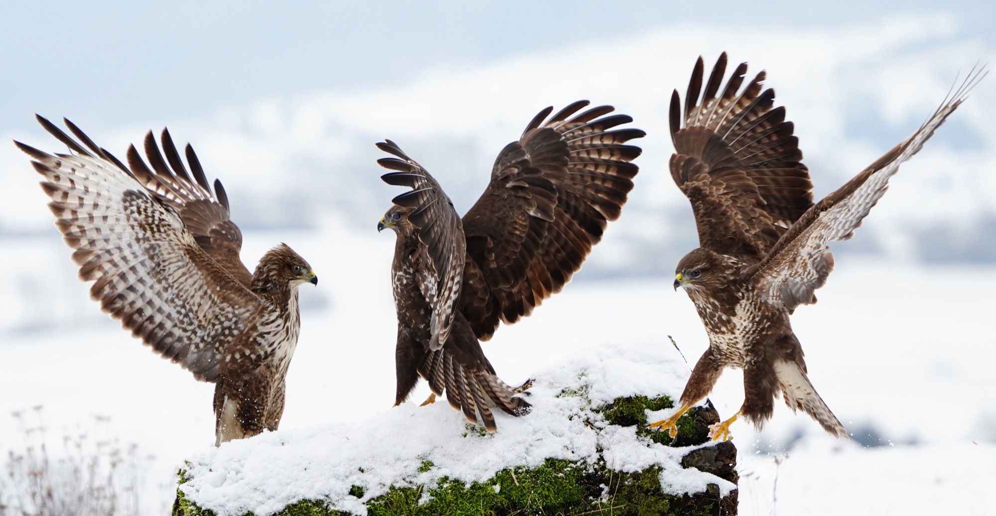 2019-2-15-BI-Helmut Krannich-Vogelbilder Krannich-Mäusebussard-Bild (5)