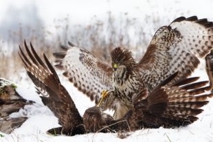 2019-2-15-BI-Helmut Krannich-Vogelbilder Krannich-Mäusebussard-Bild (6)