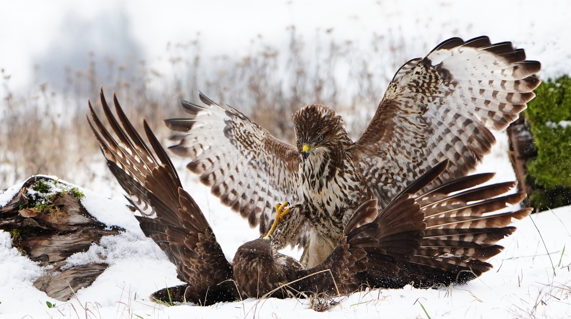 2019-2-15-BI-Helmut Krannich-Vogelbilder Krannich-Mäusebussard-Bild (6)