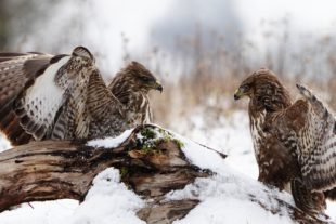 2019-2-15-BI-Helmut Krannich-Vogelbilder Krannich-Mäusebussard-Bild (9)