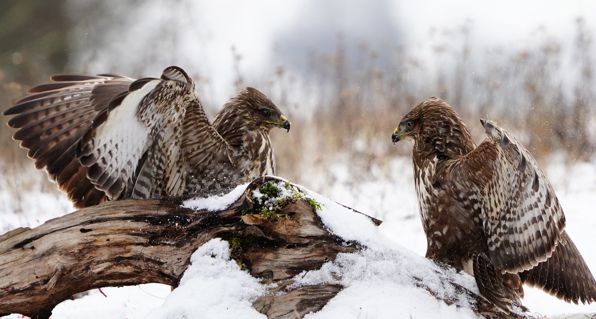 2019-2-15-BI-Helmut Krannich-Vogelbilder Krannich-Mäusebussard-Bild (9)