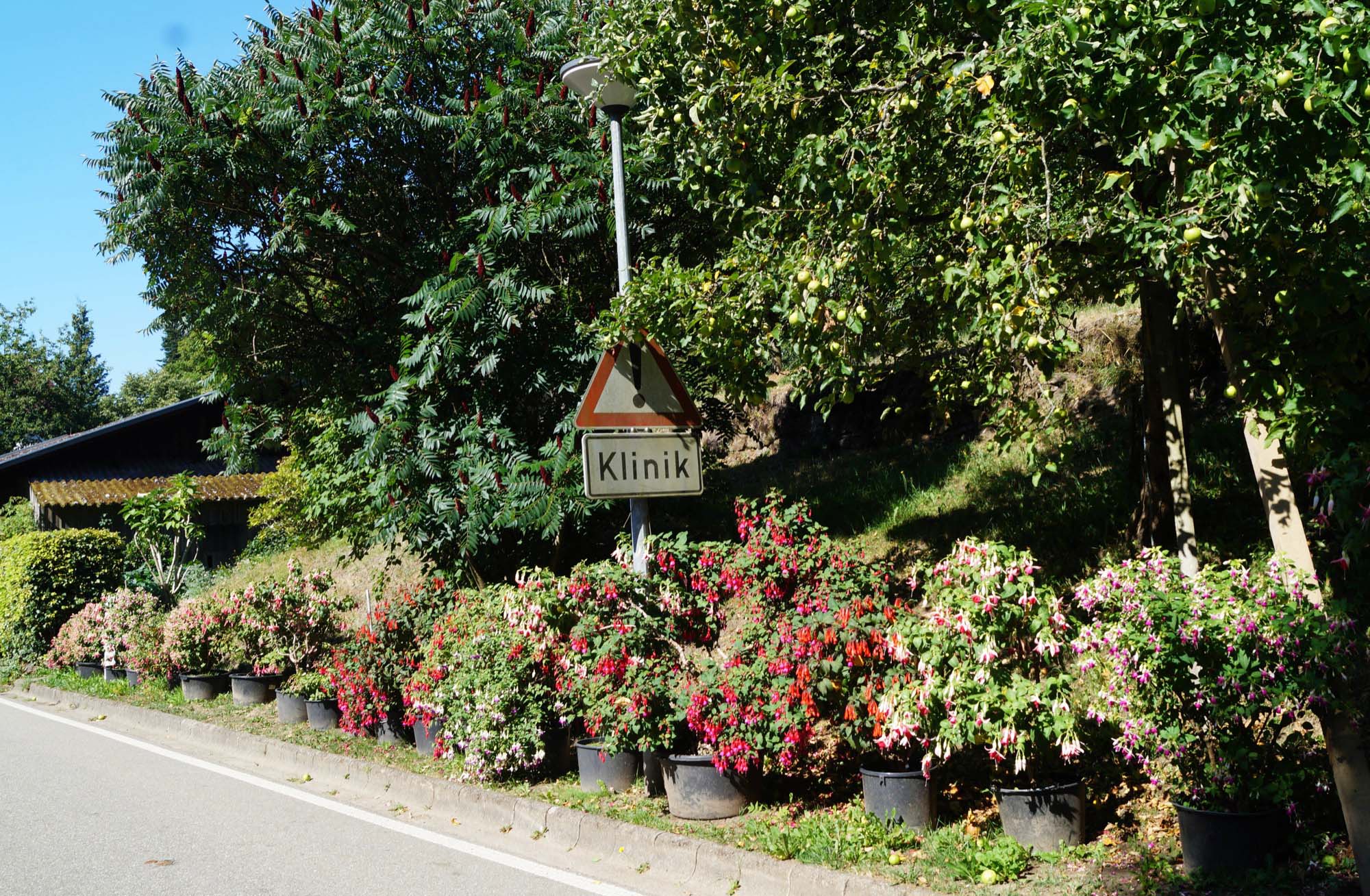 2019-2-15-NO-bia-Karl Oehler-Leidenschaftlicher Sammler und Gärtner-Fuchsienreihe