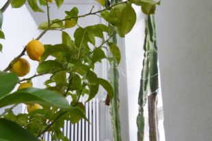 2019-2-15-NO-bia-Karl Oehler-Leidenschaftlicher Sammler und Gärtner-Oehler + Riesenkakteen