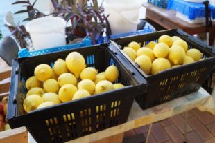 2019-2-15-NO-bia-Karl Oehler-Leidenschaftlicher Sammler und Gärtner-Zitronenkörbe