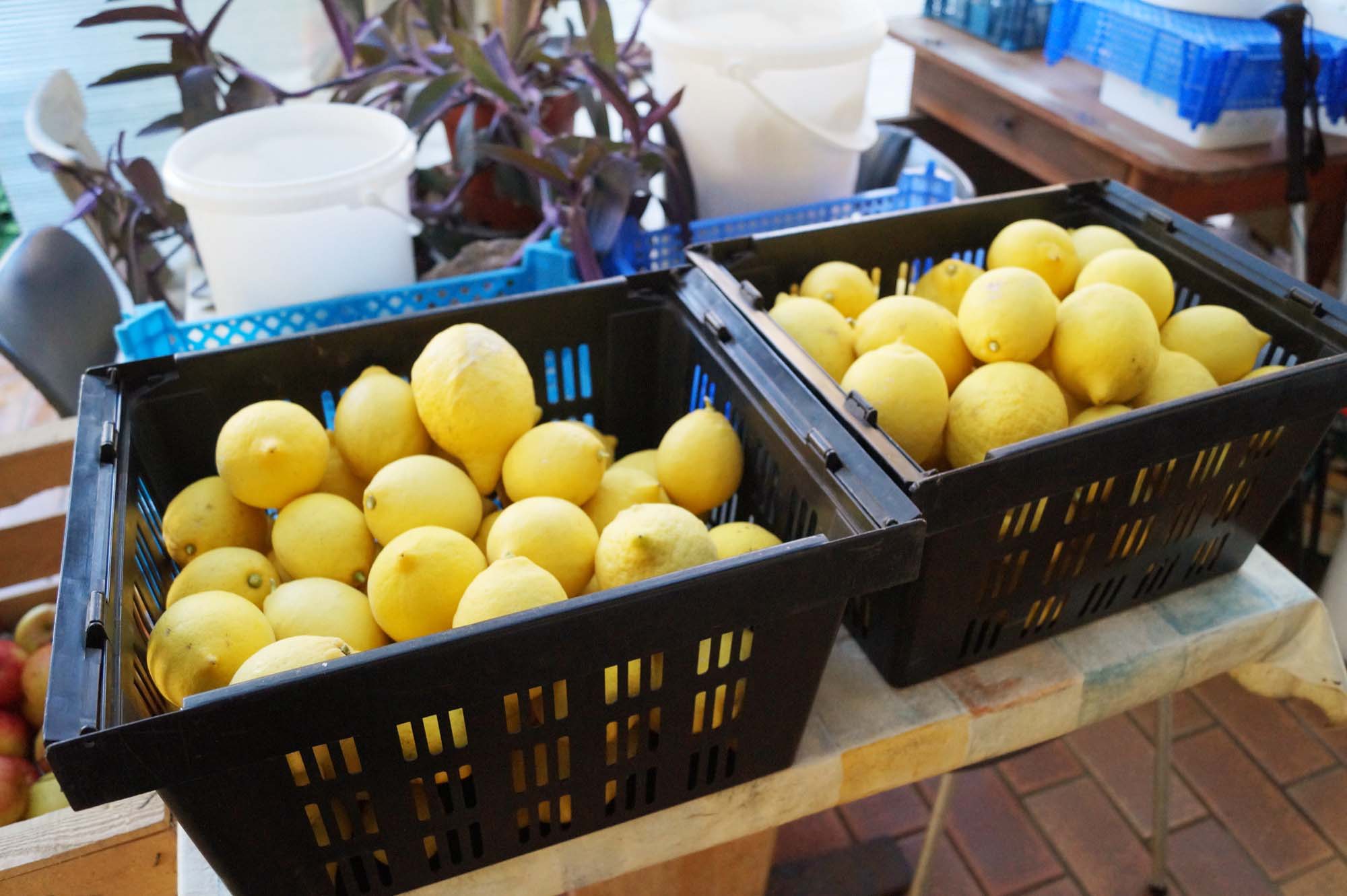 2019-2-15-NO-bia-Karl Oehler-Leidenschaftlicher Sammler und Gärtner-Zitronenkörbe