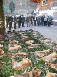 Halali für den Fuchs