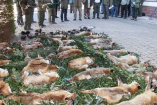 2019-2-27-OH-kal-Hegering-Fuchsjagd-zzvkIMG_6656