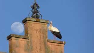 Störche klappern wieder auf den Dächern rund um den Kanzleiplatz