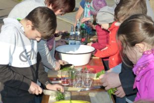 2019-3-22-OH-bia-Bärlauch+ gemeinsames Bärlauchschneiden