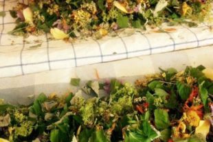 2019-3-27-NO-Touristen-Info-Kräuter verlesen Hände