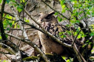 2019-2-15-BI-Helmut Krannich-Vogelbilder Krannich-Uhu-Bild (1)