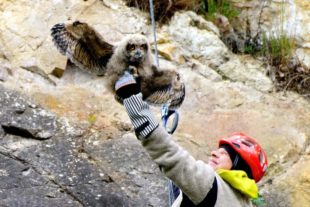 2019-2-15-BI-Helmut Krannich-Vogelbilder Krannich-Uhu-Bild (5)